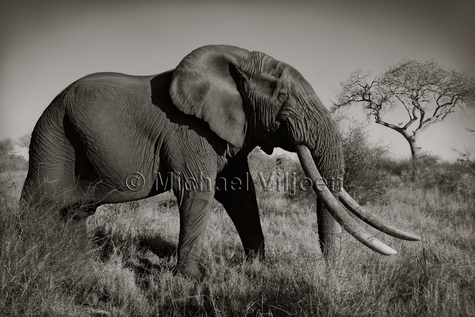 Black and White Photography