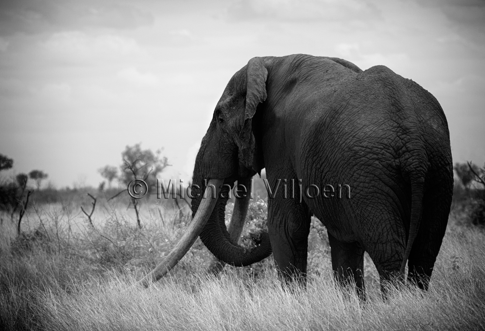 Black and White Photography
