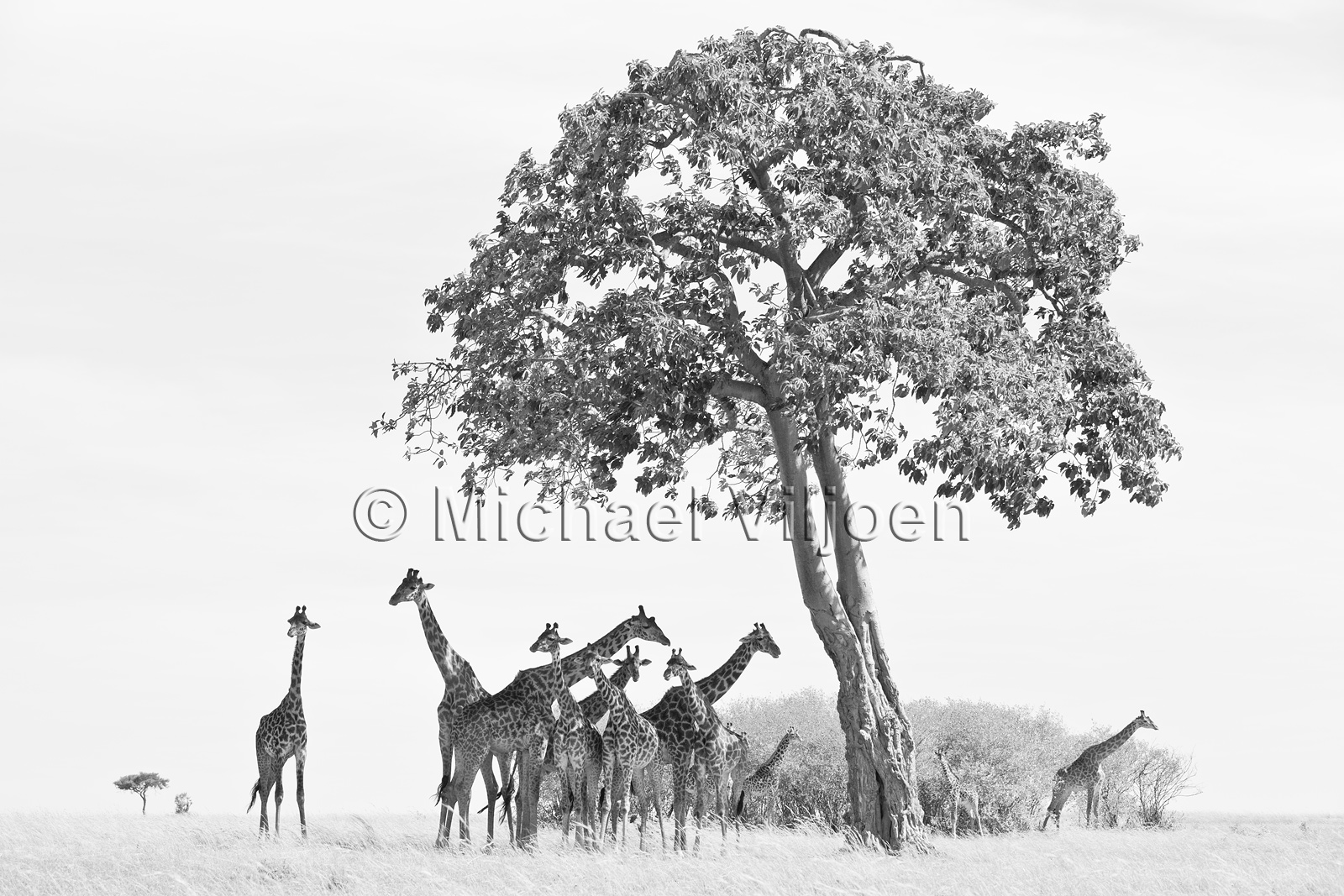 Black and White Photography