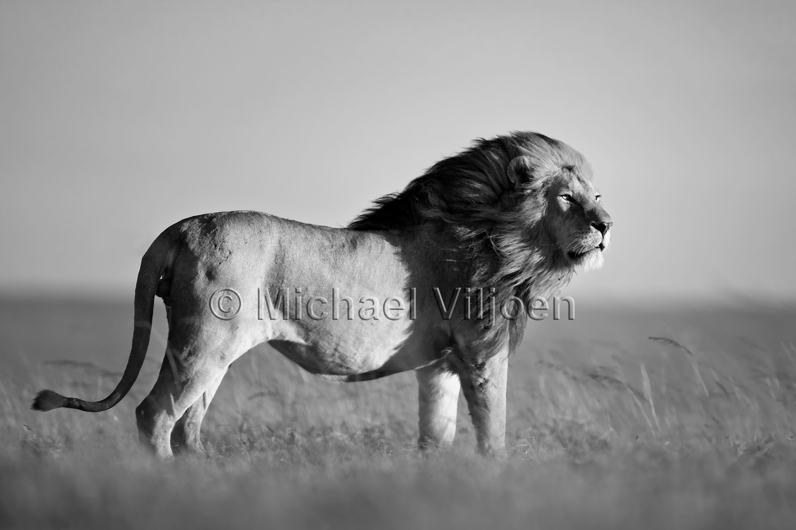 Black and White Photography