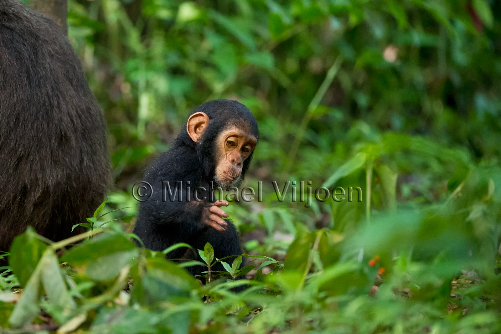 Chimpanzees Photography