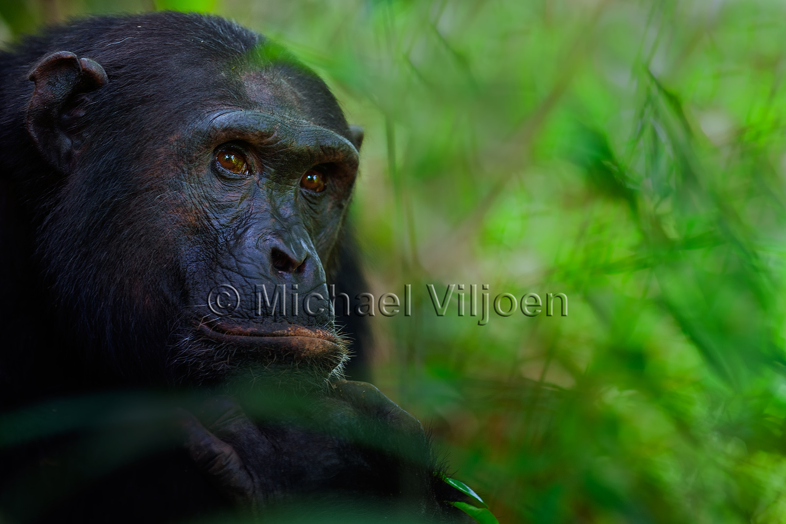 Chimpanzees Photography