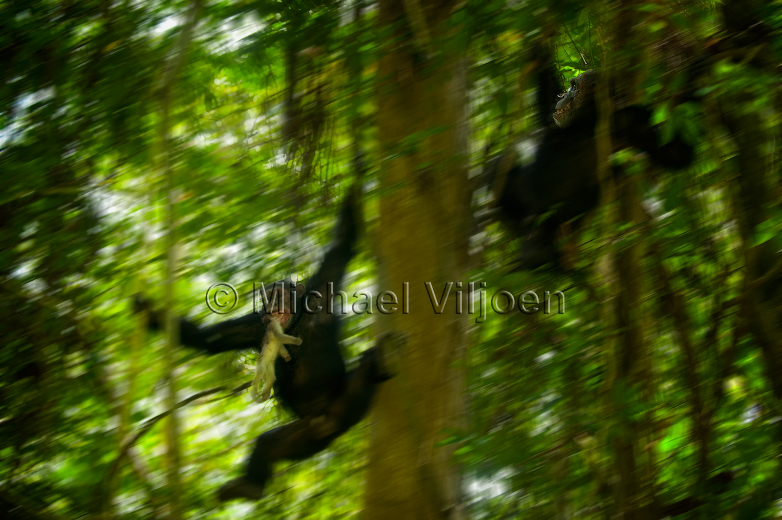 Chimpanzees Photography