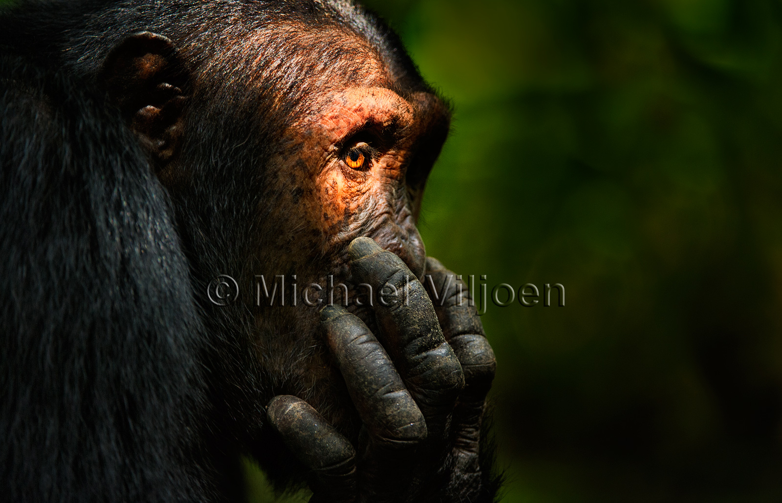 Chimpanzees Photography