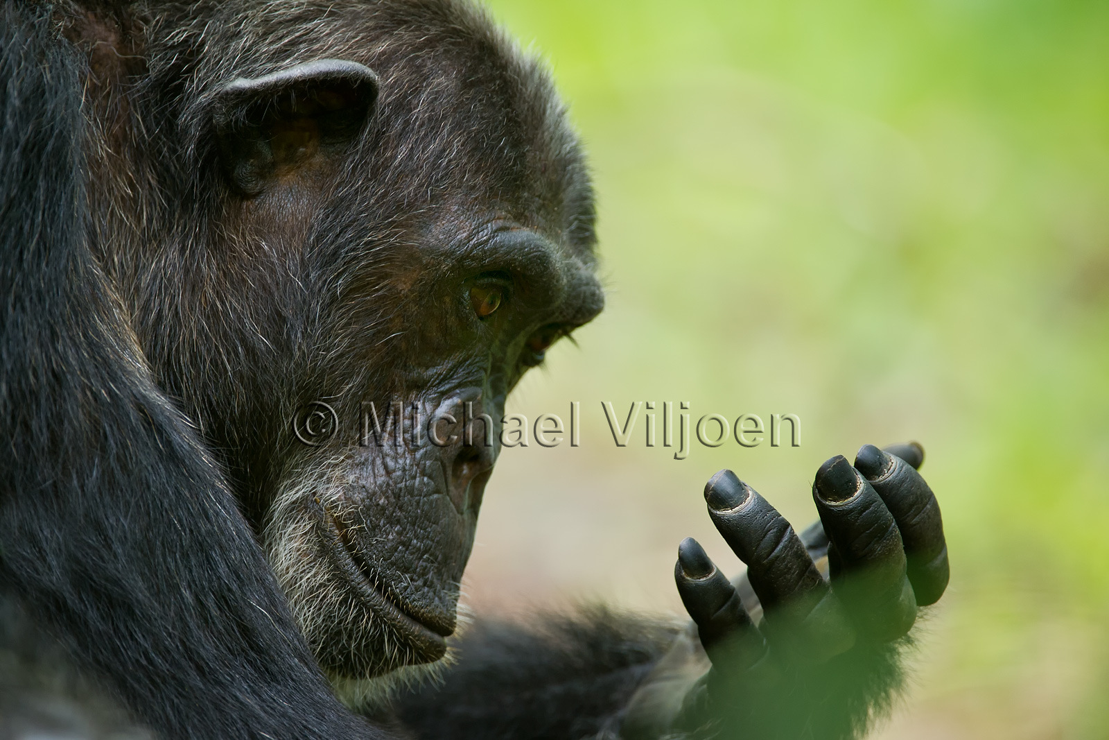 Chimpanzees Photography