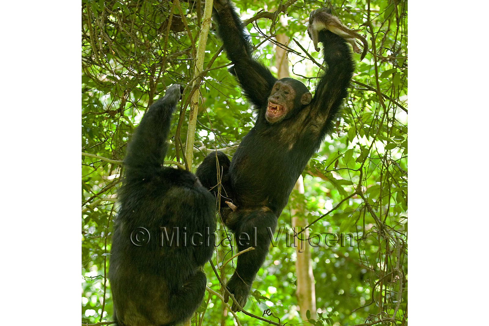 Chimpanzees Photography