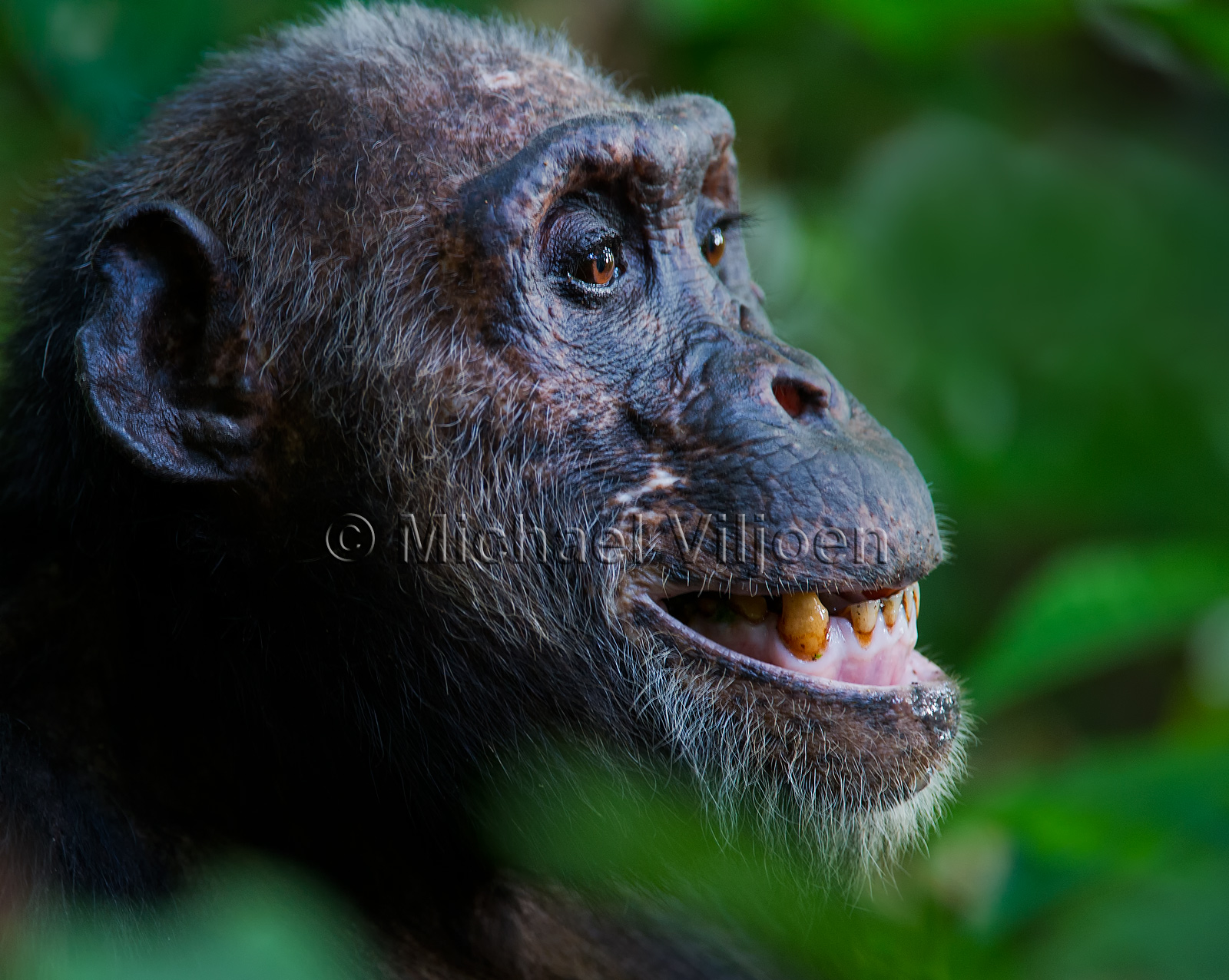 Chimpanzees Photography