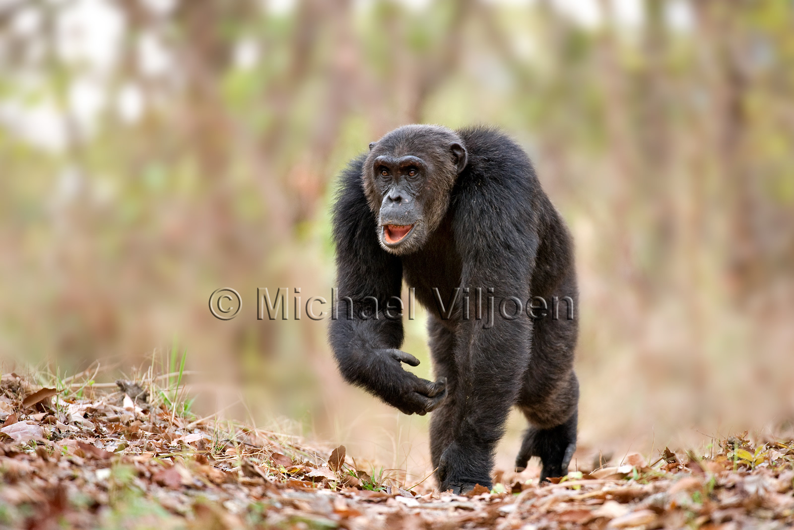 Chimpanzees Photography