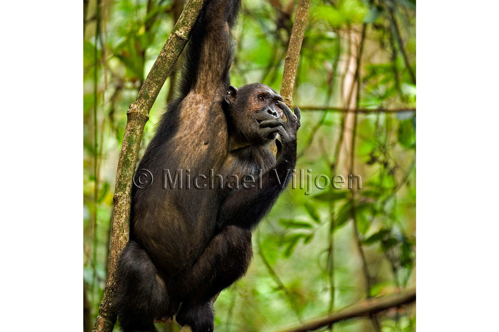 Chimpanzees Photography