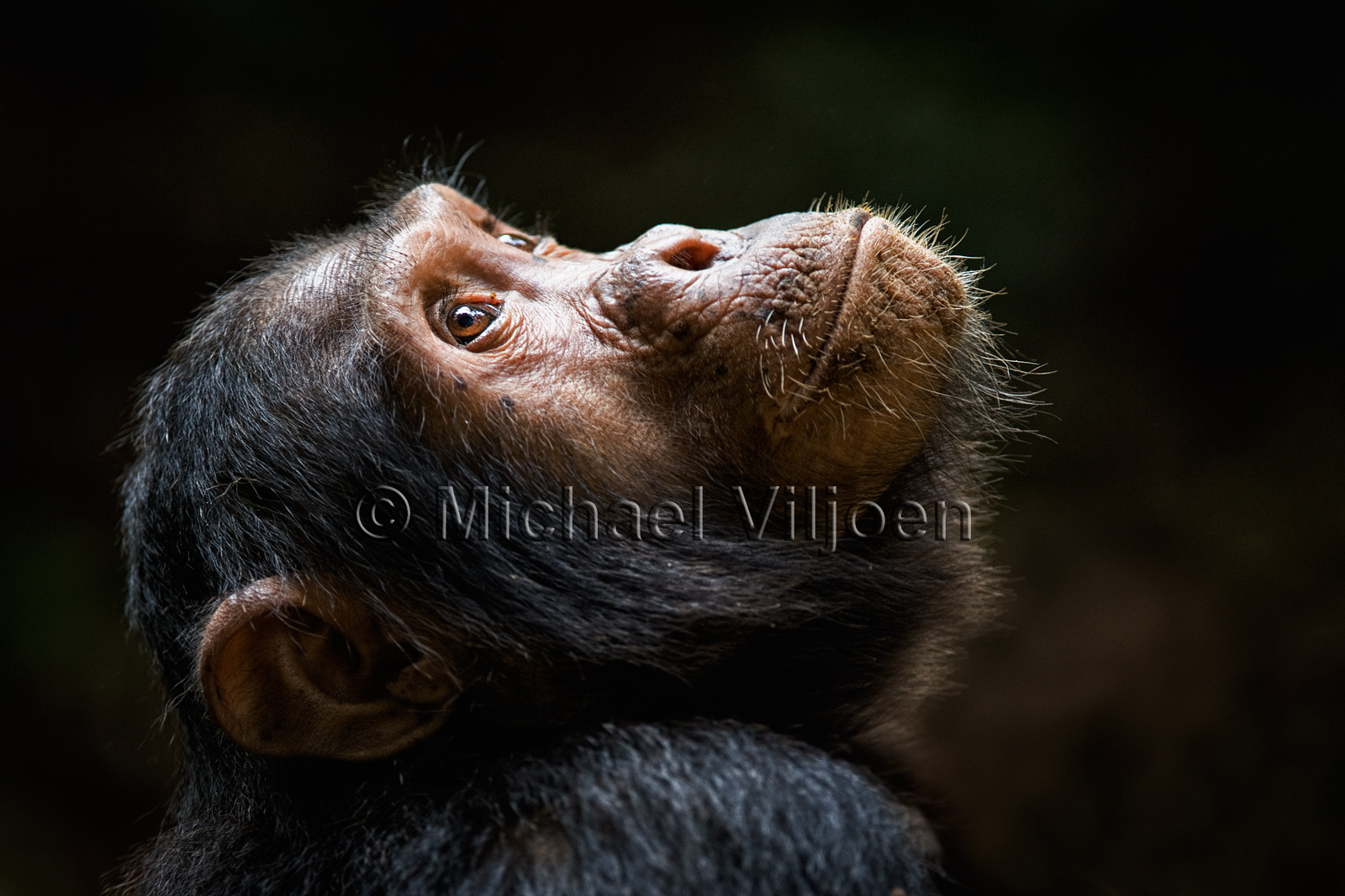 Chimpanzees Photography