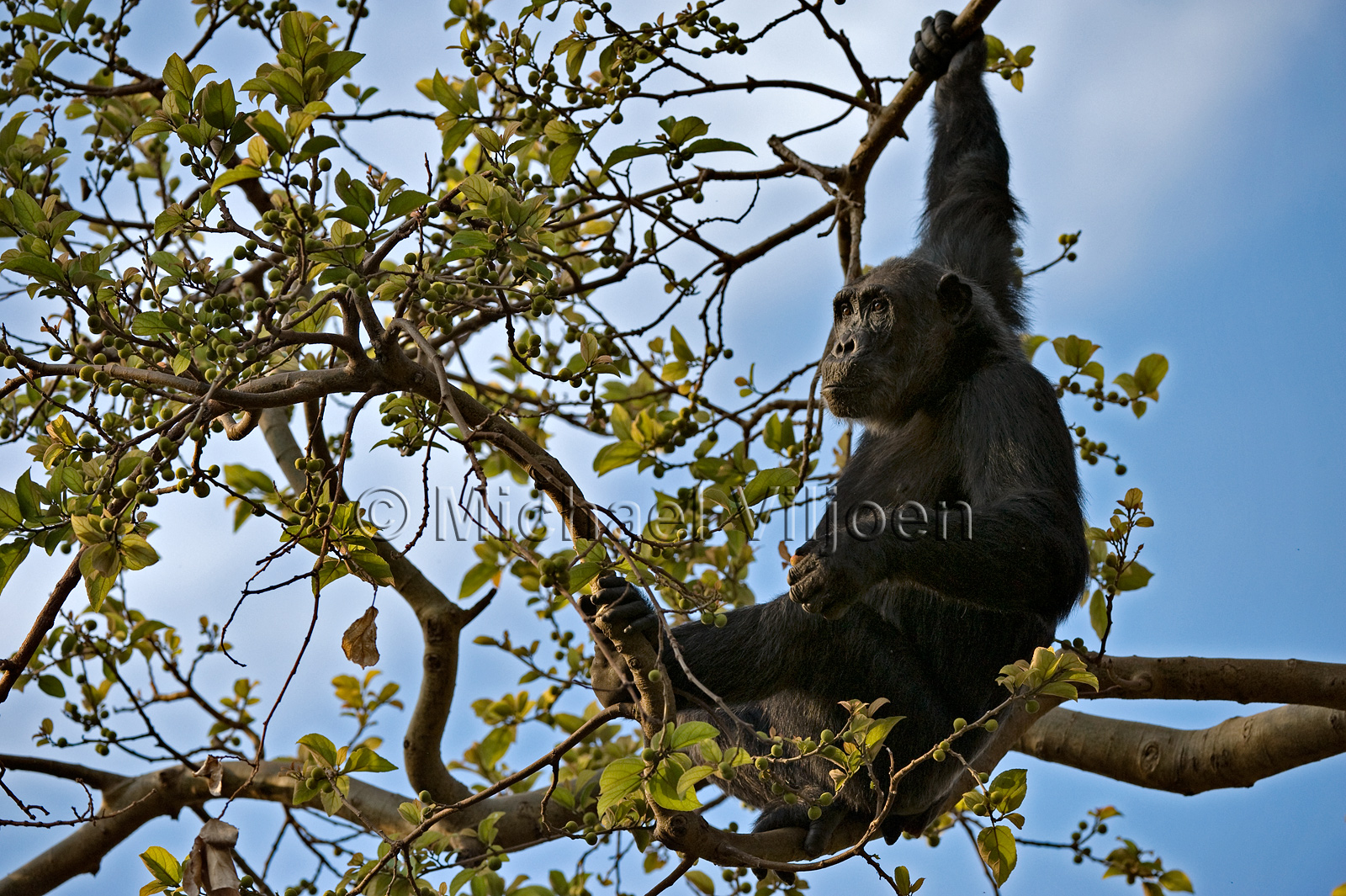 Chimpanzees Photography