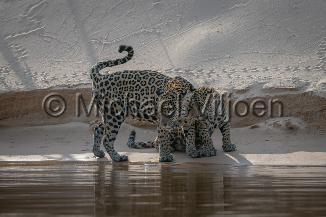 Jaguars Photography