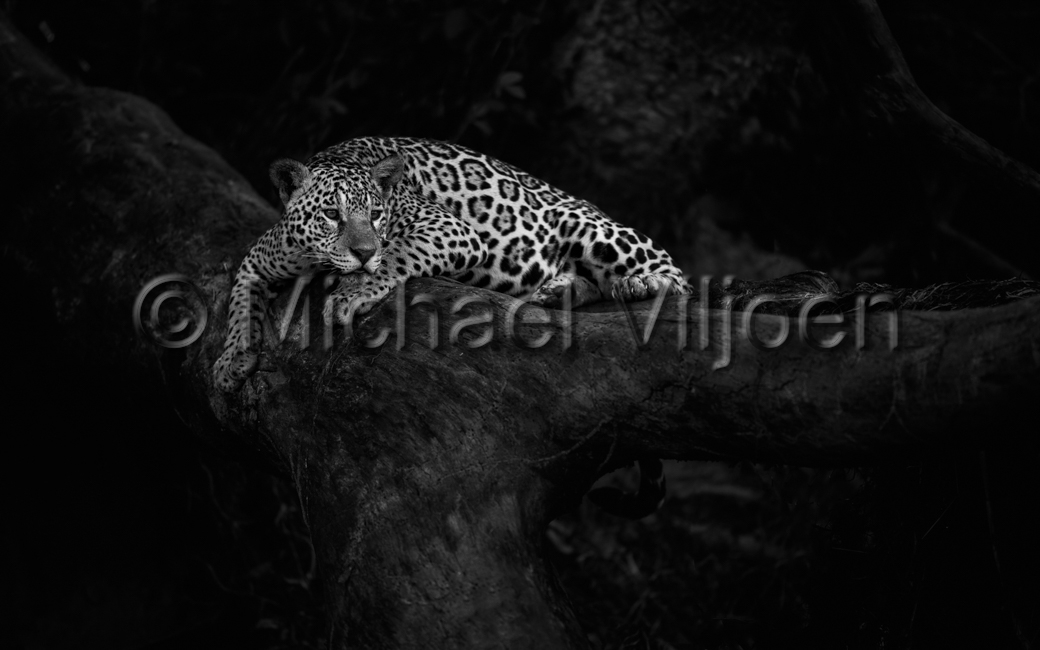Jaguars Photography