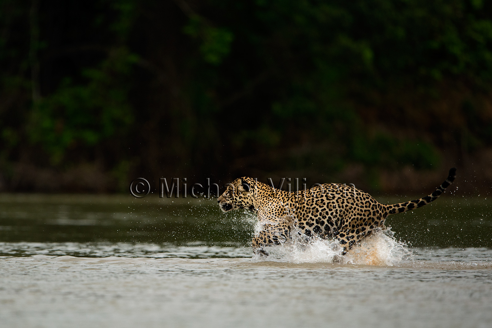 Jaguars Photography