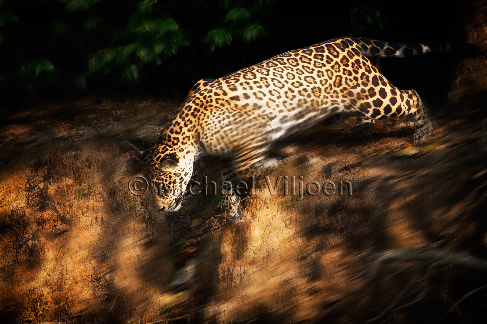 Jaguars Photography