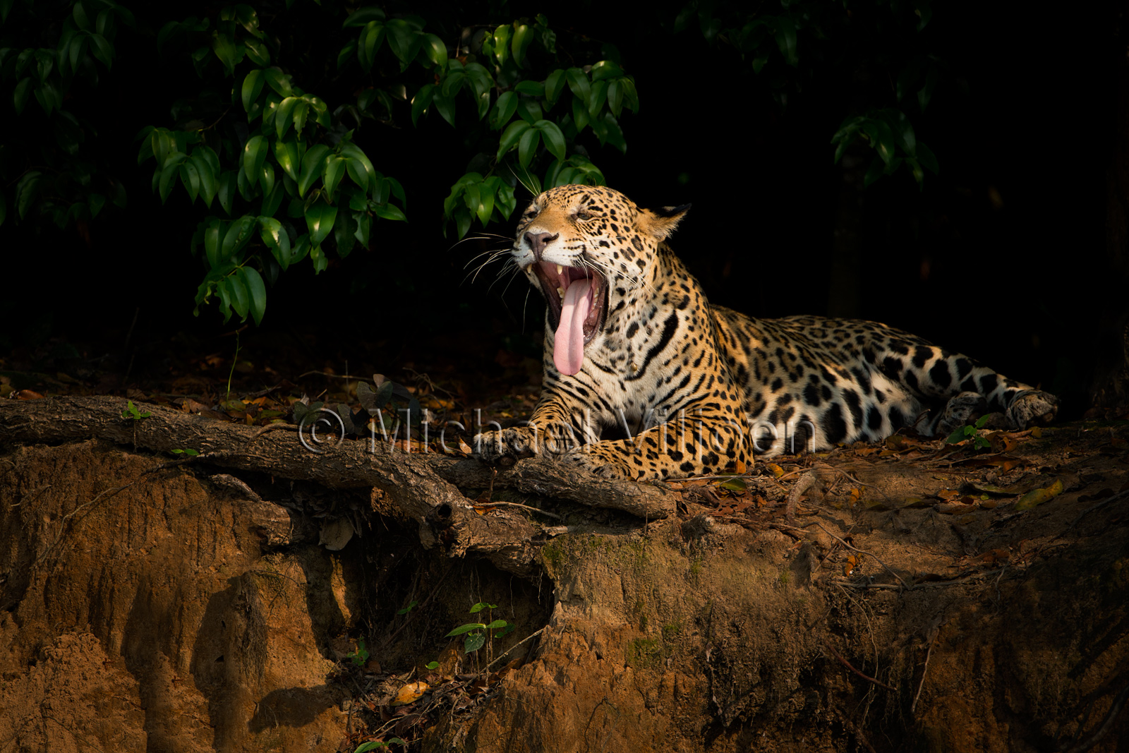 Jaguars Photography