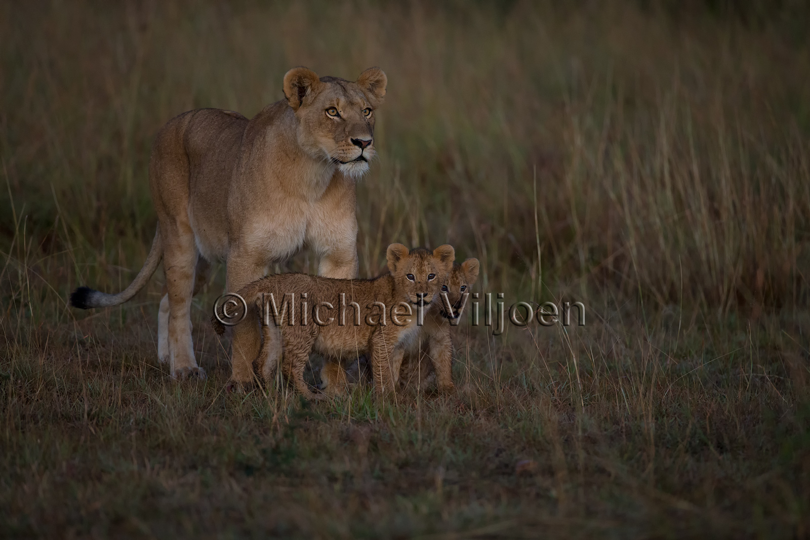 Lions Photography