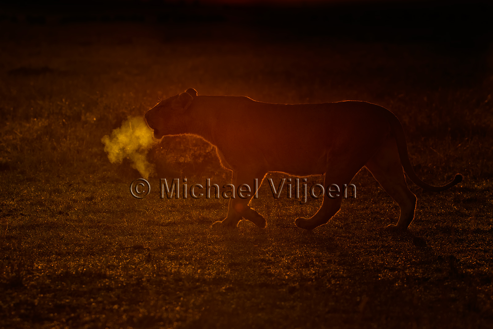 Lions Photography