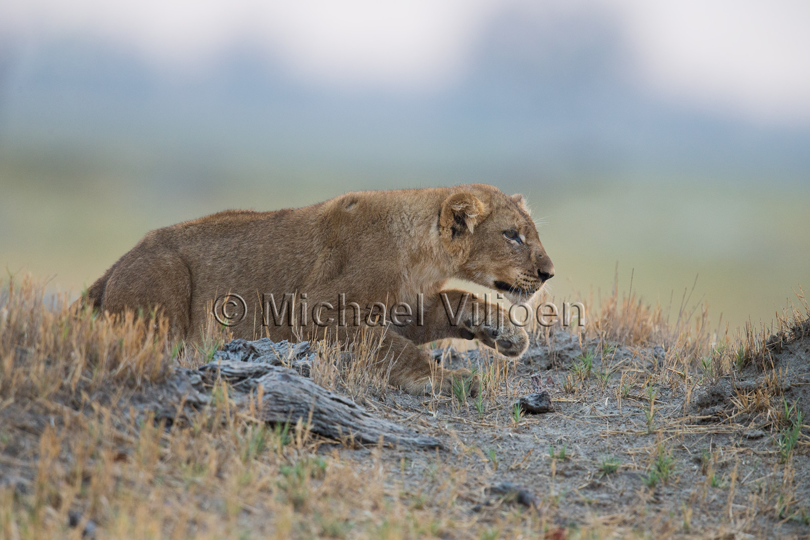 Lions Photography