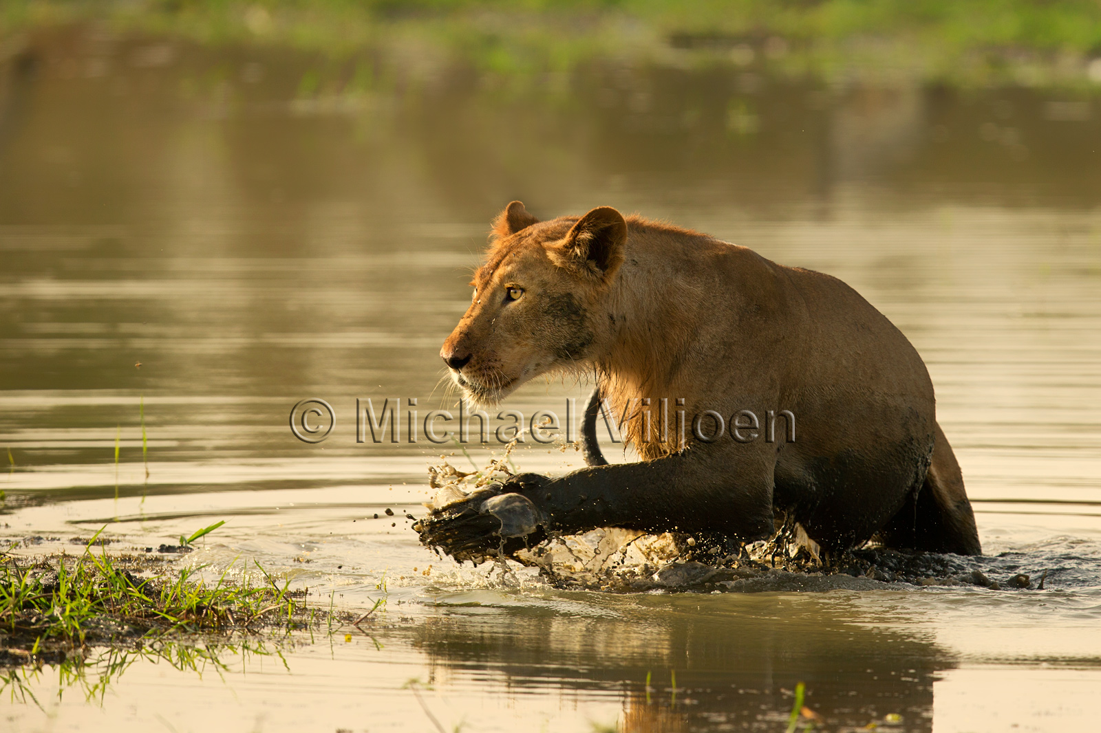 Lions Photography