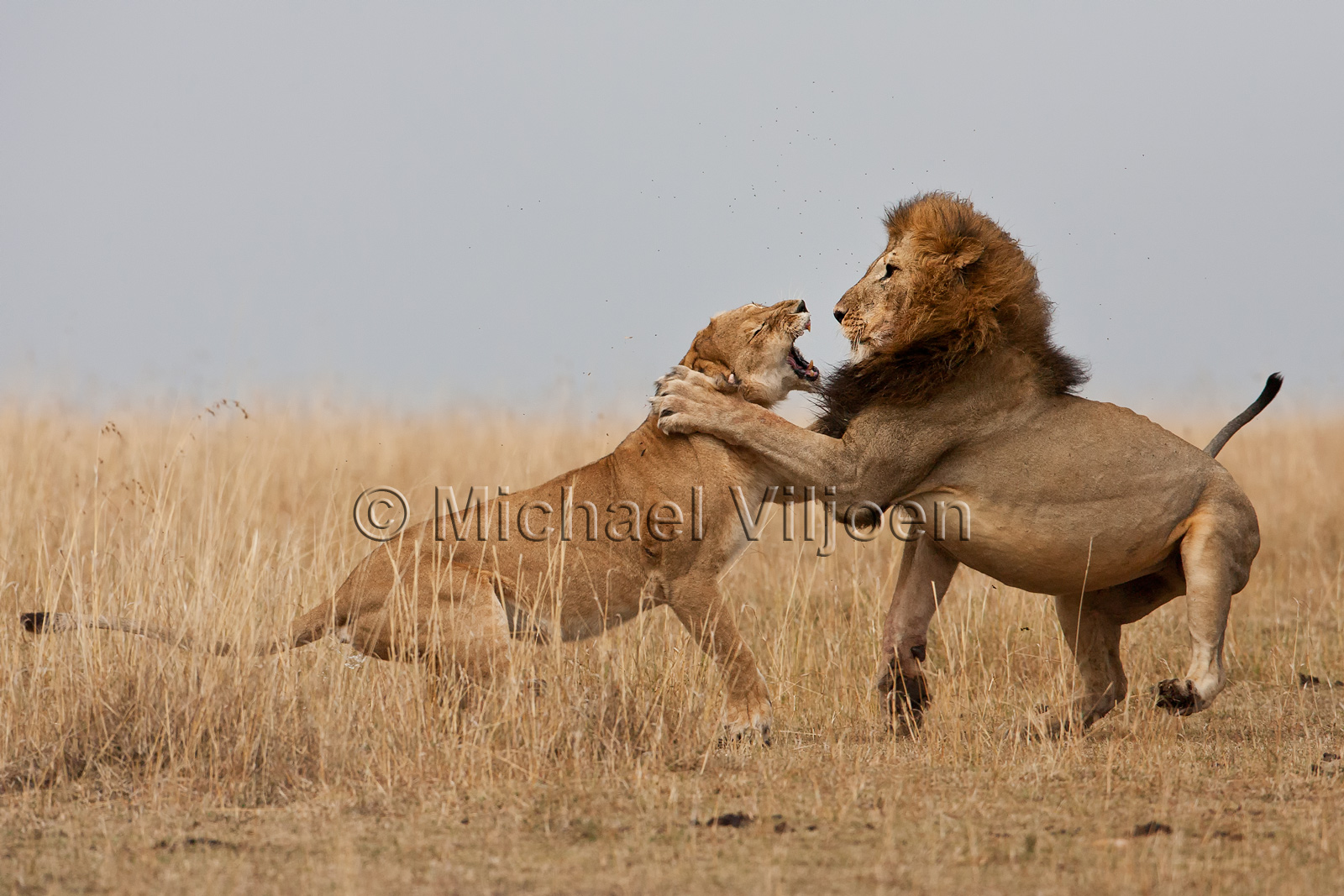 Lions Photography