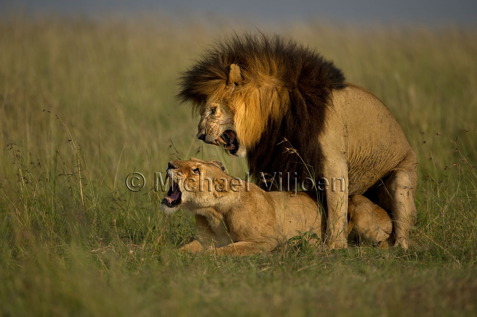 Lions Photography