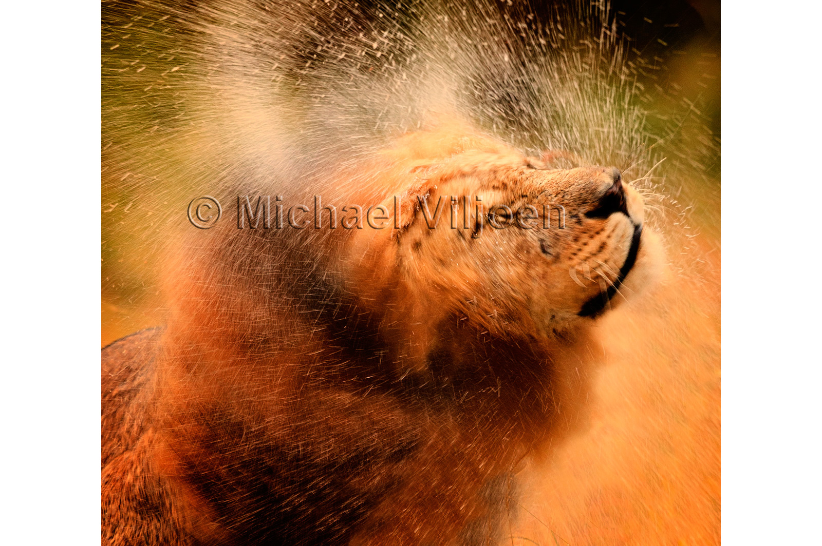 Lions Photography