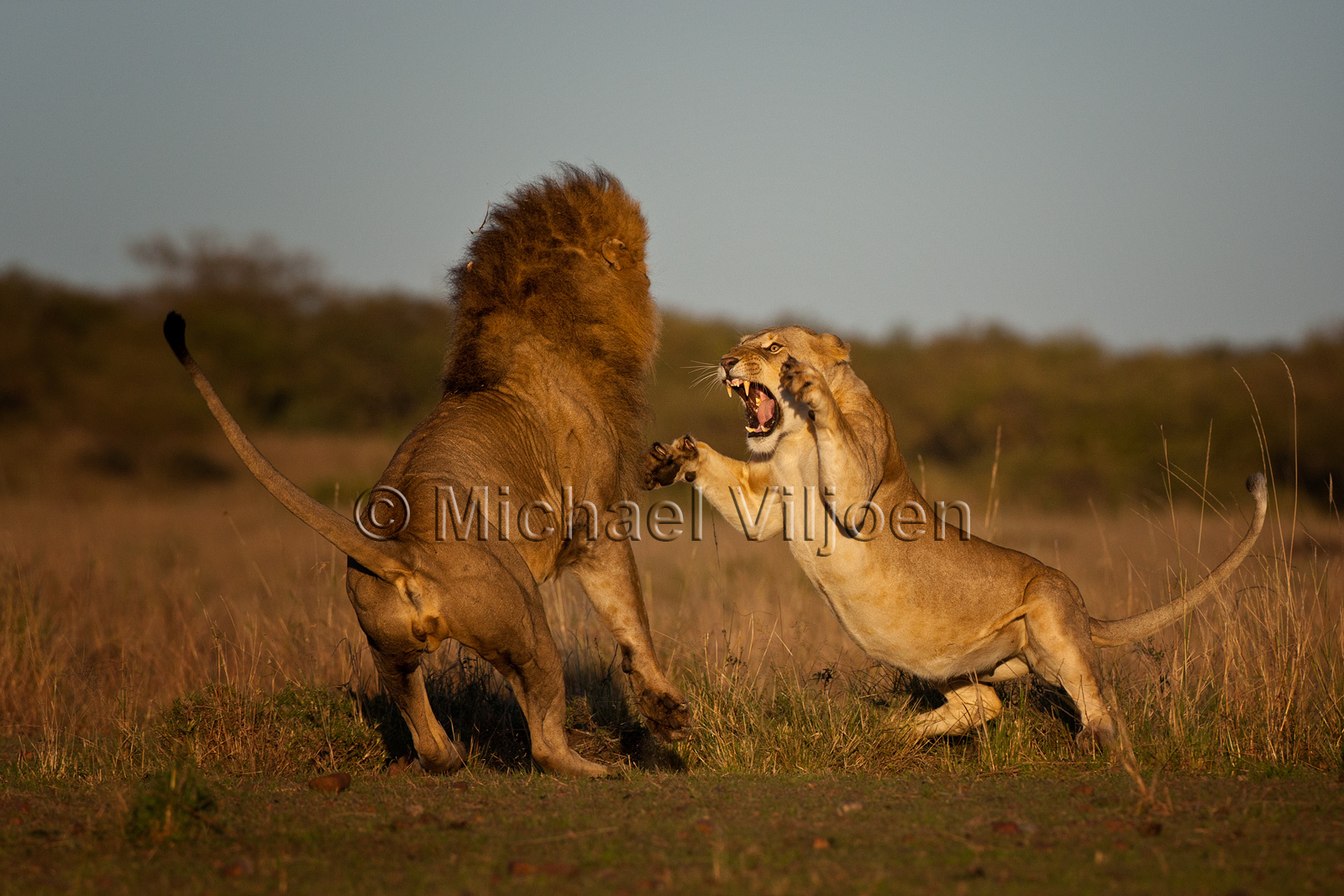 Lions Photography