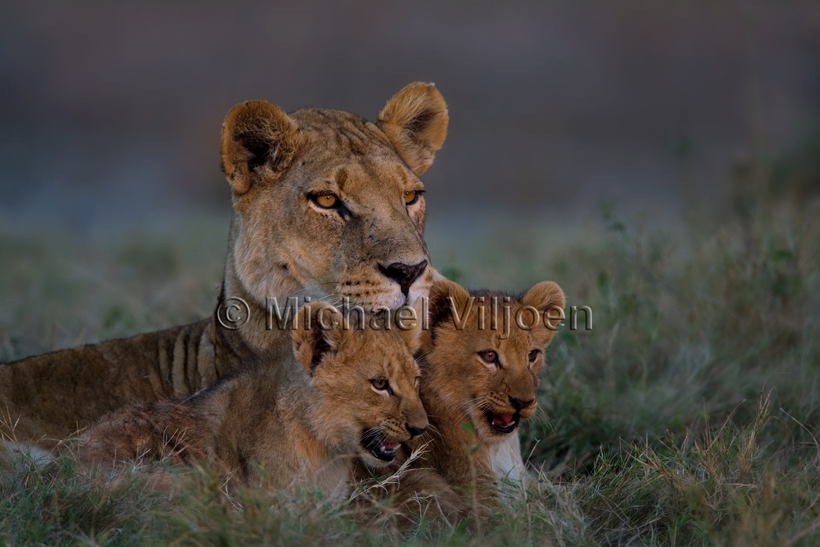 Lions Photography