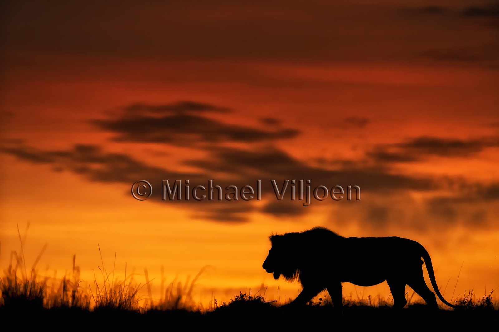 Lions Photography