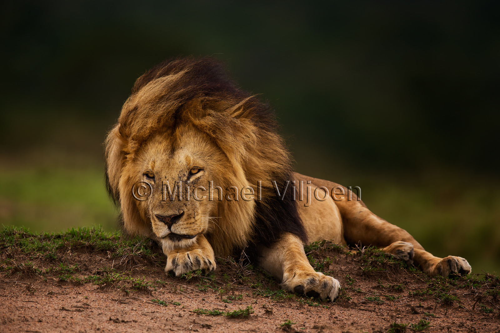 Lions Photography