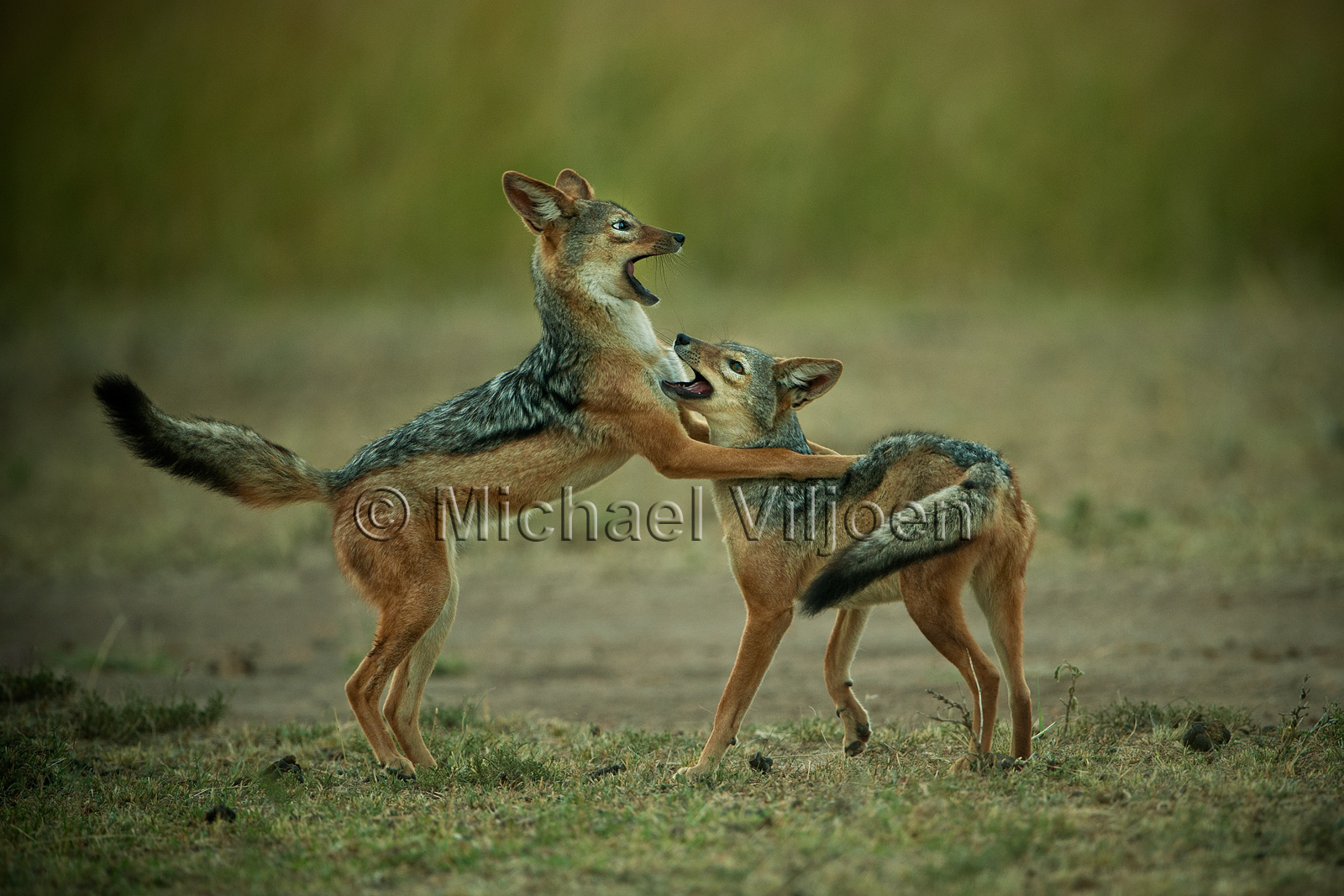 Various Mammals