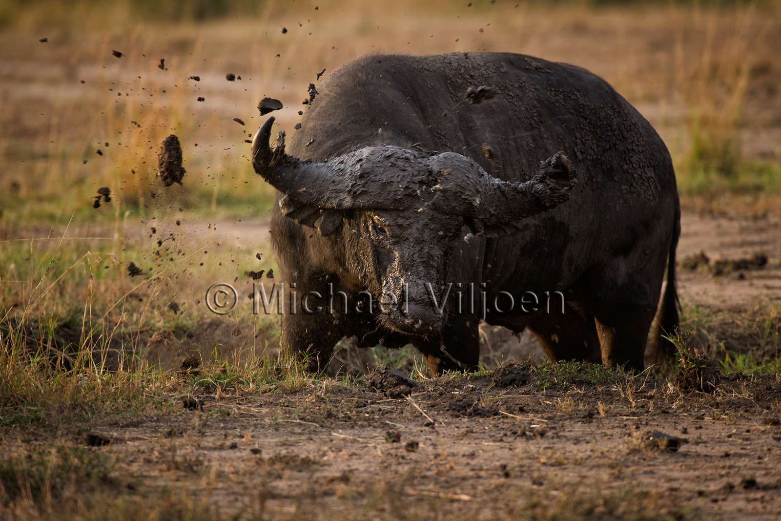 Various Mammals