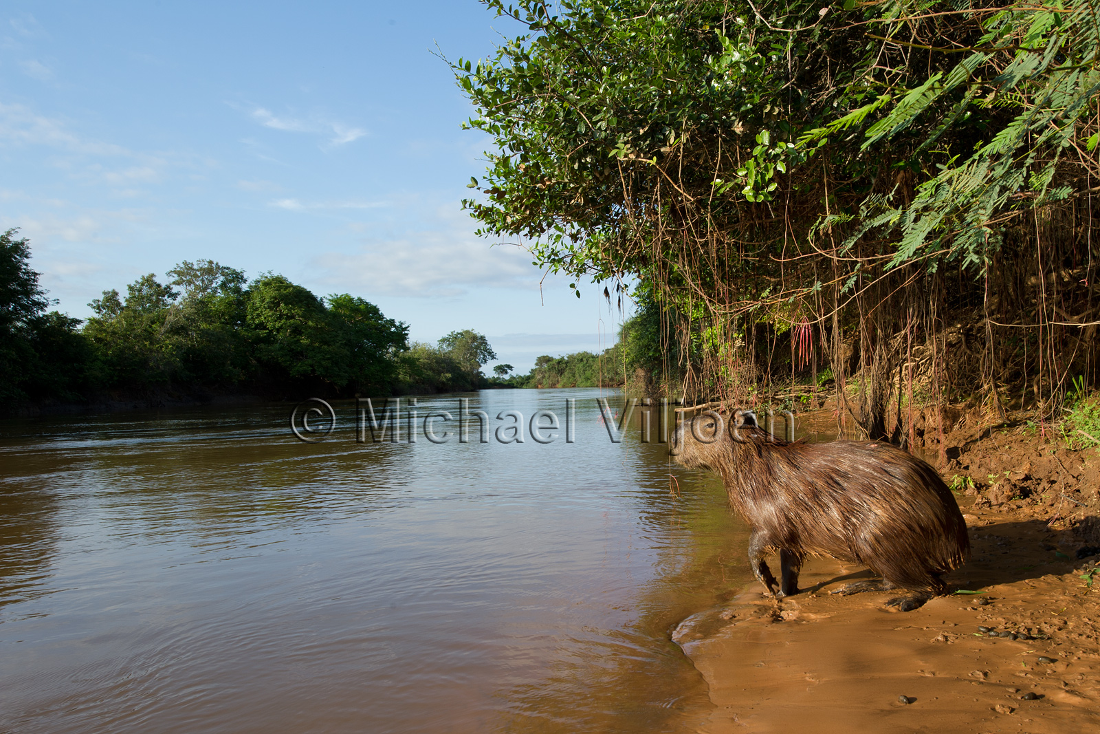 Various Mammals
