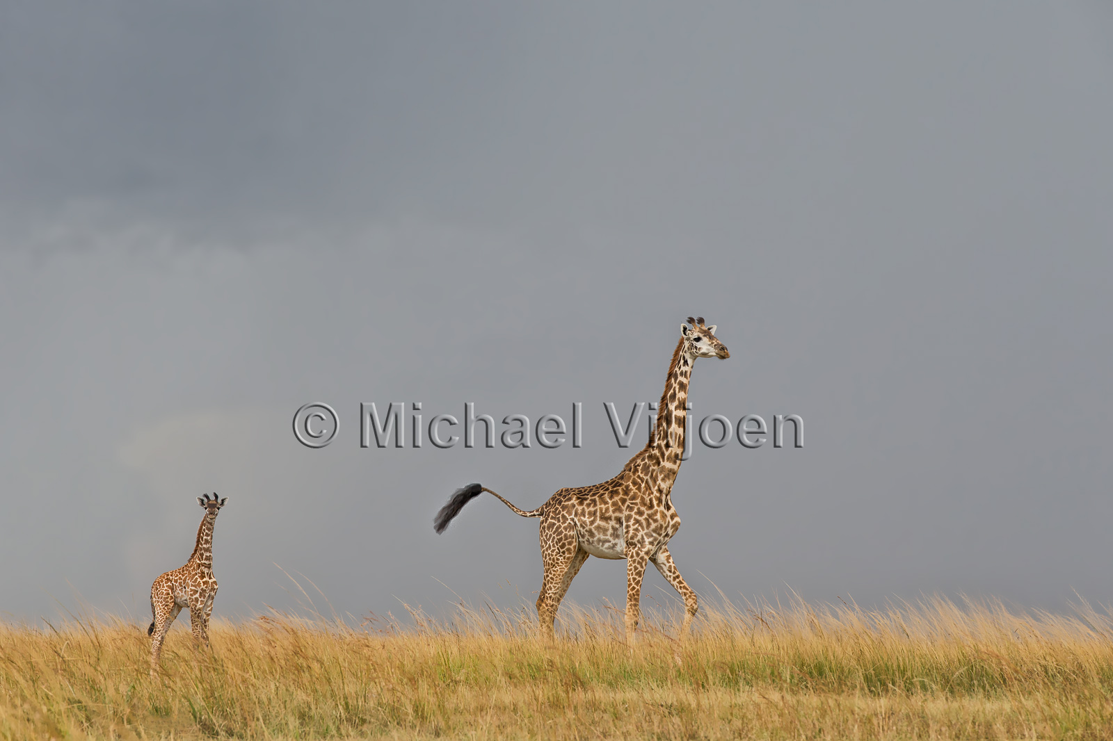 Various Mammals
