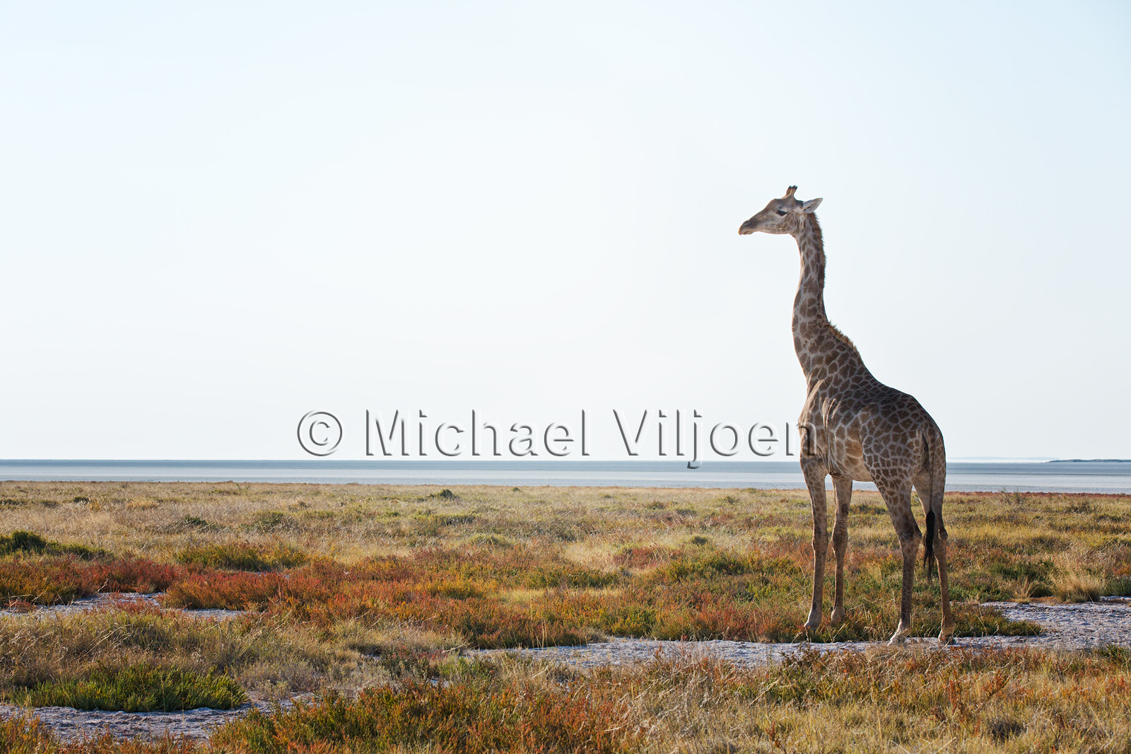 Various Mammals