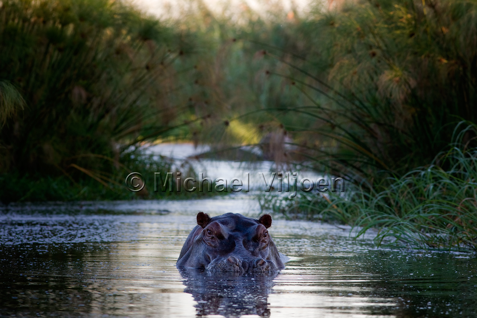 Various Mammals
