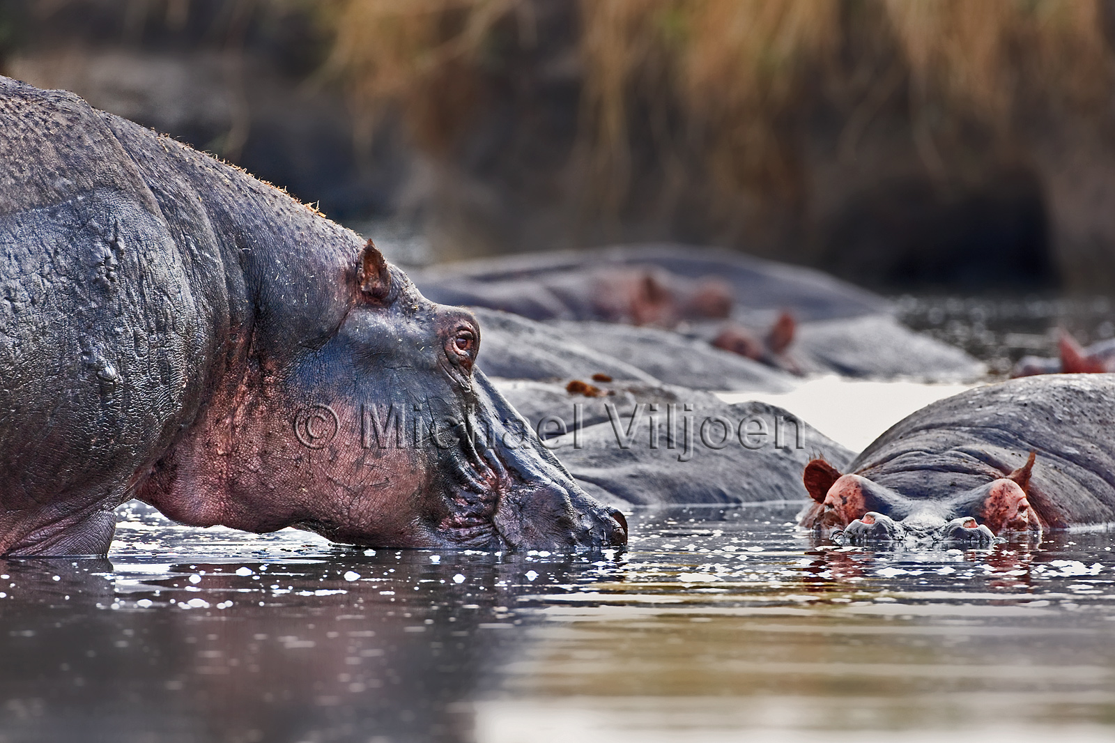 Various Mammals