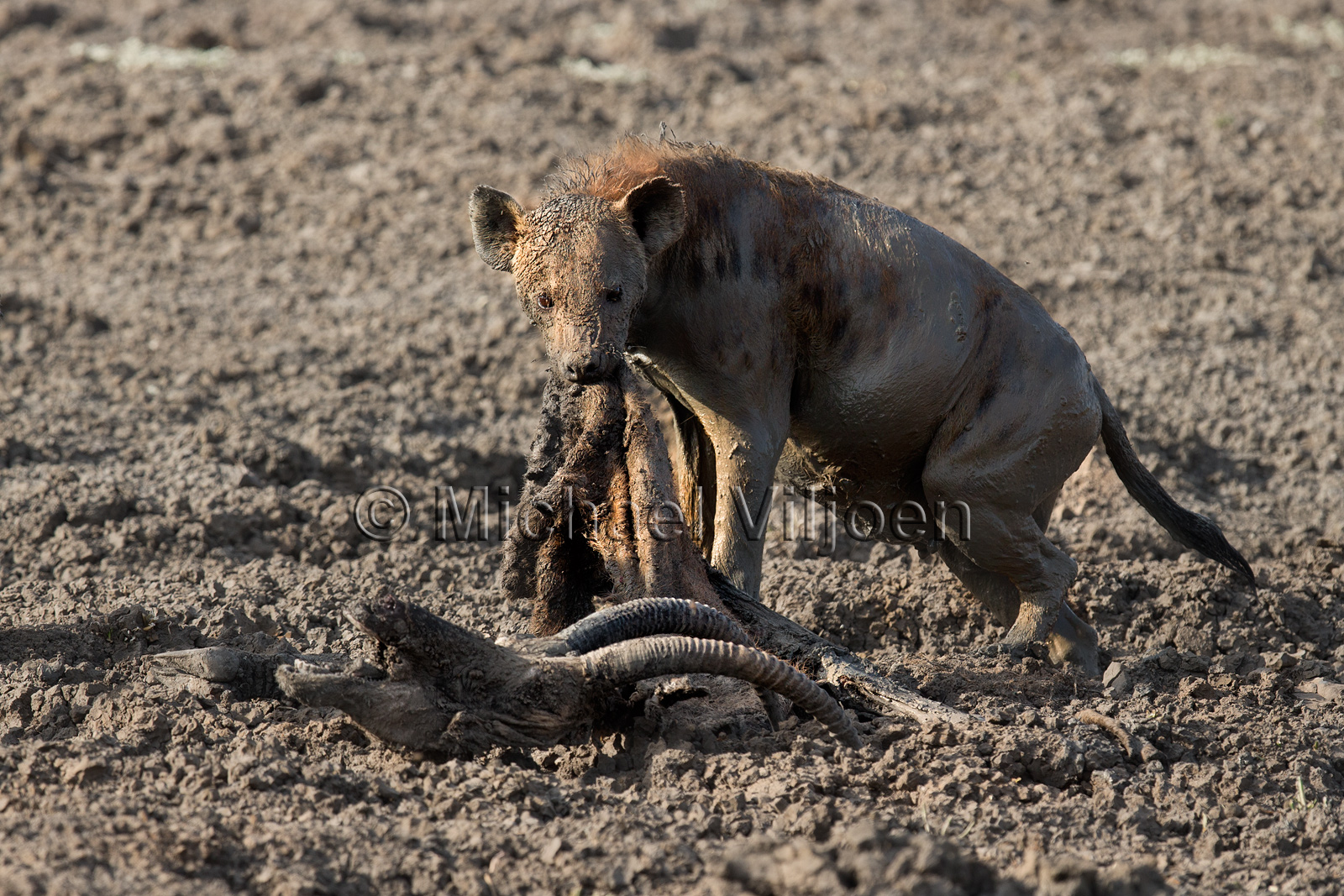 Various Mammals