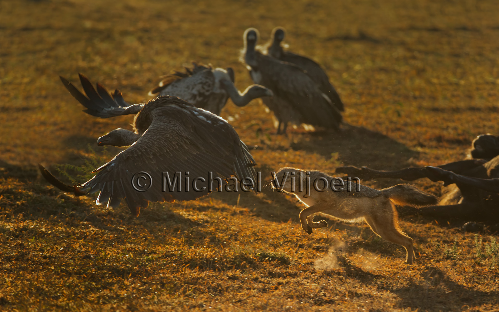 Various Mammals