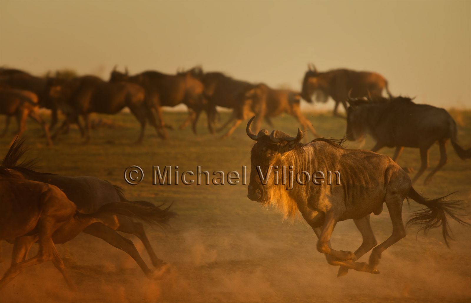 Various Mammals