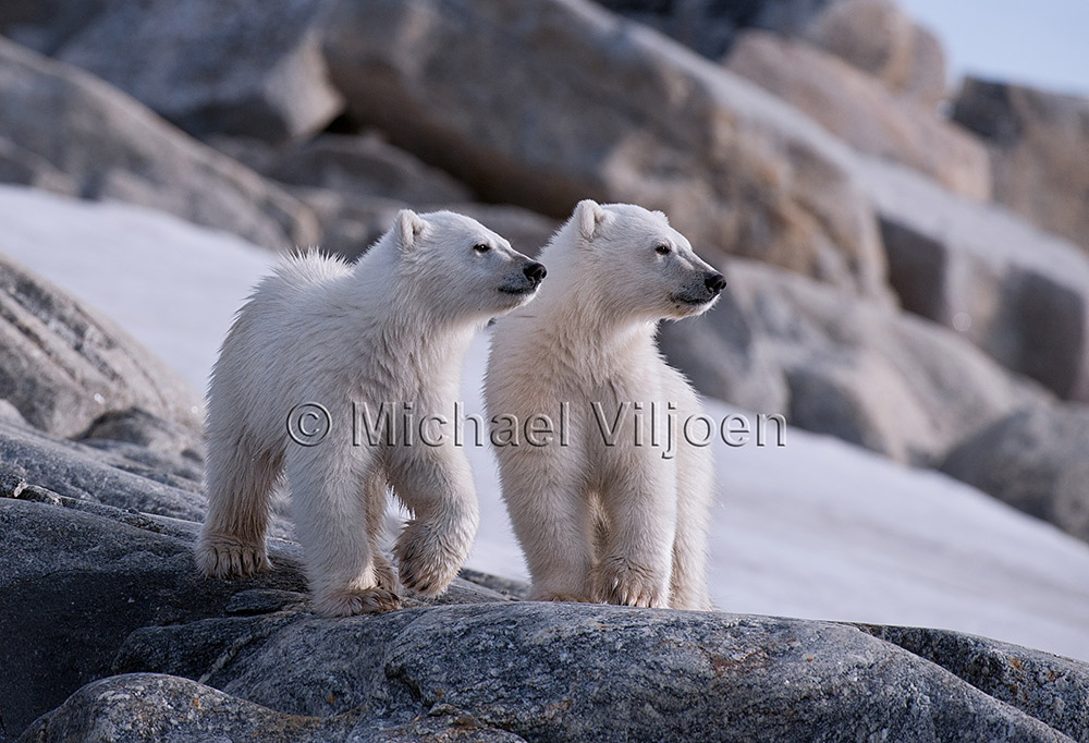 Polar Bears Photography