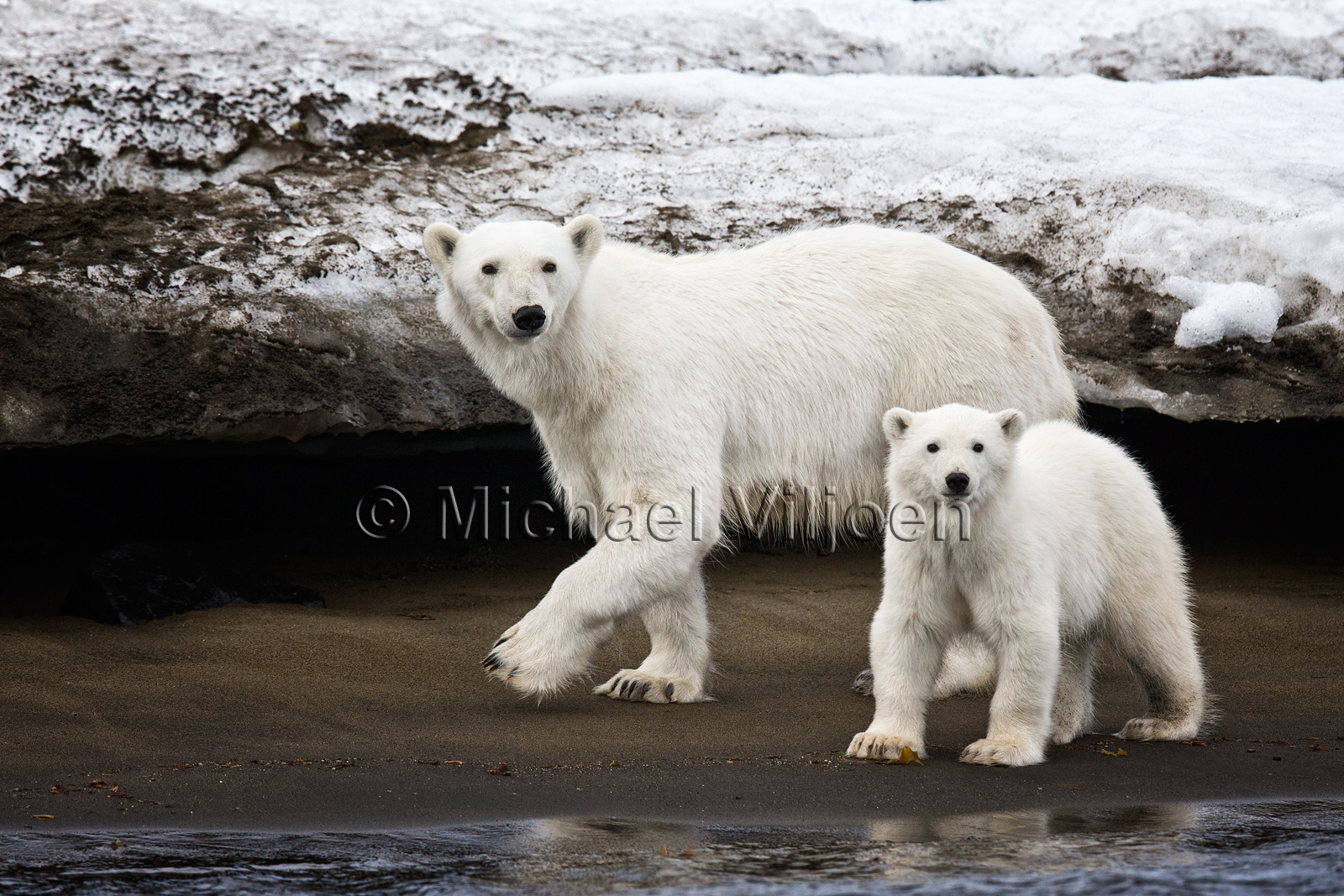 Polar Bears Photography