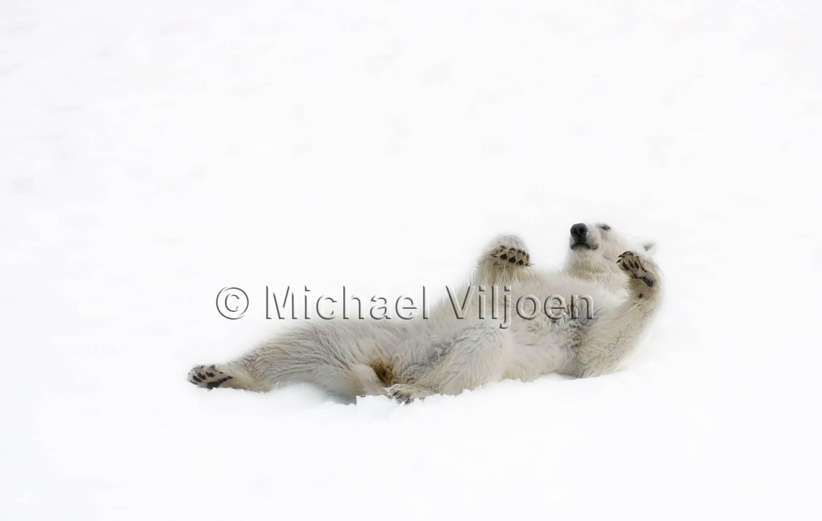 Polar Bears Photography