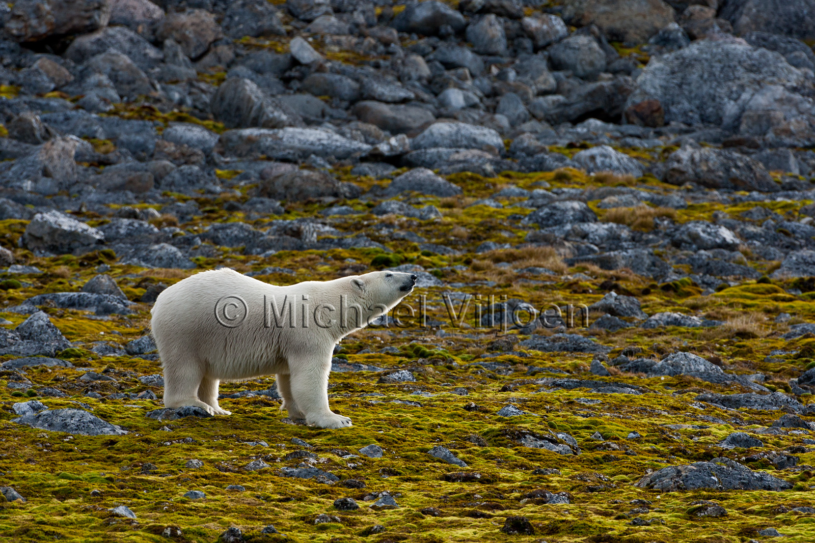 Polar Bears Photography