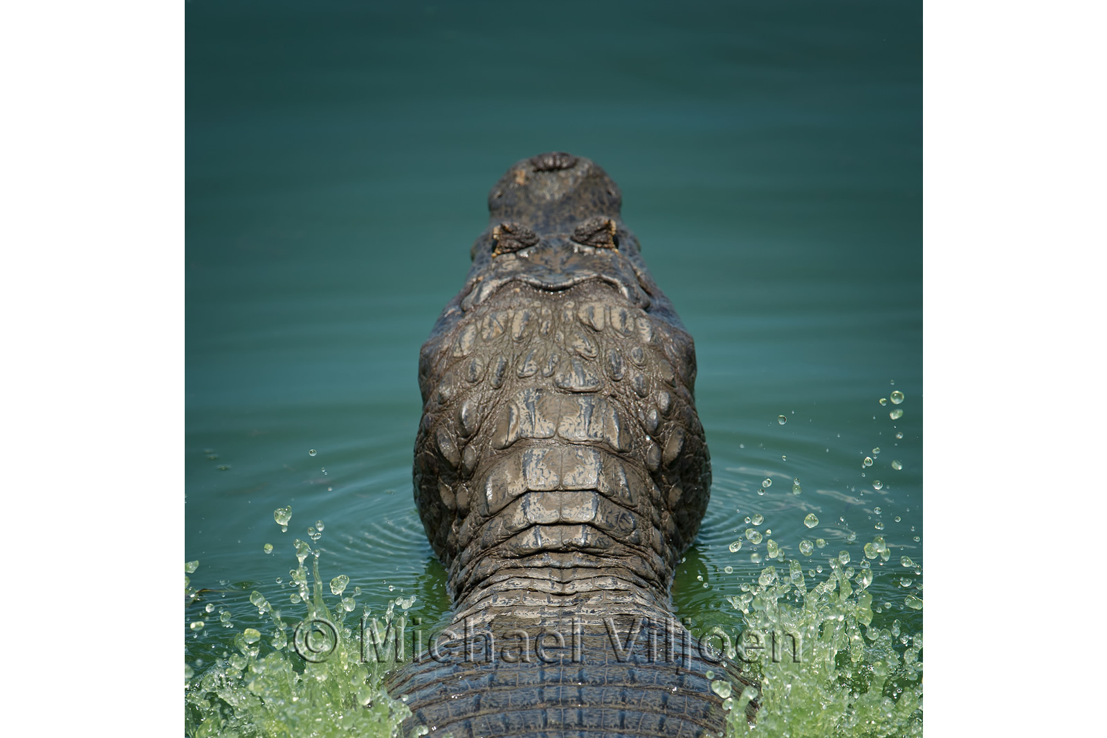 Reptiles Photography