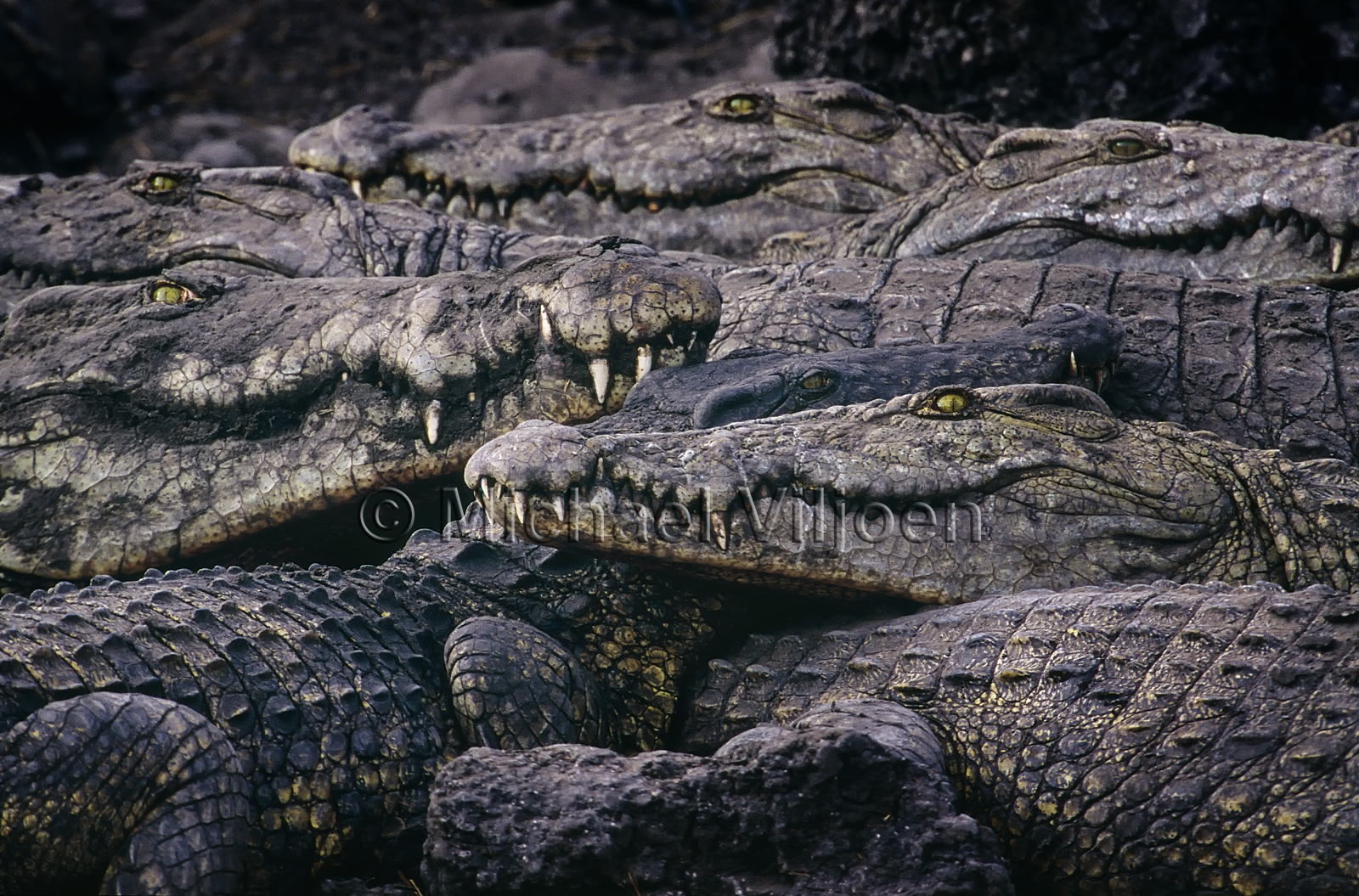 Reptiles Photography