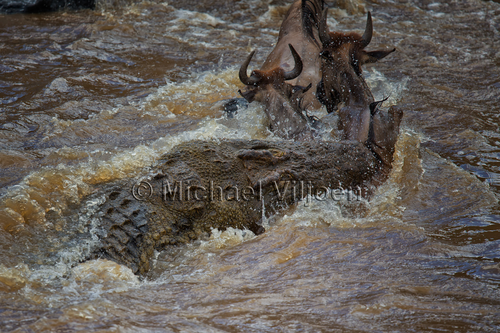 Reptiles Photography