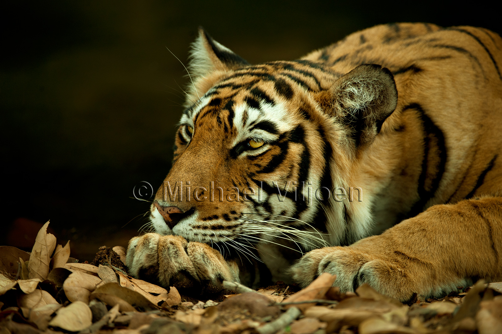 Tigers