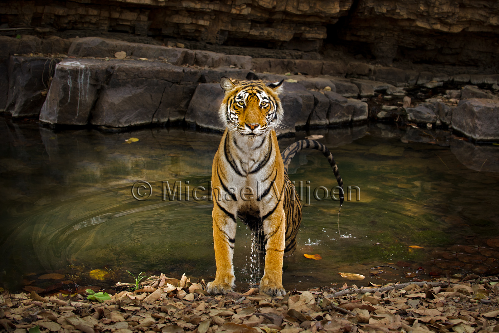 Tigers